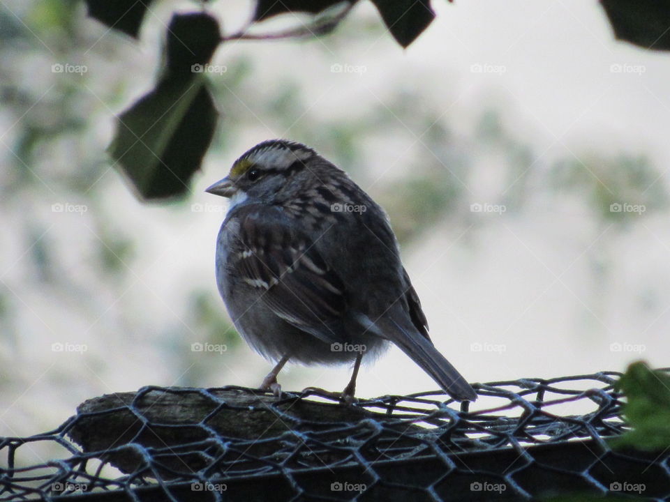 Bird, Wildlife, Nature, Outdoors, No Person