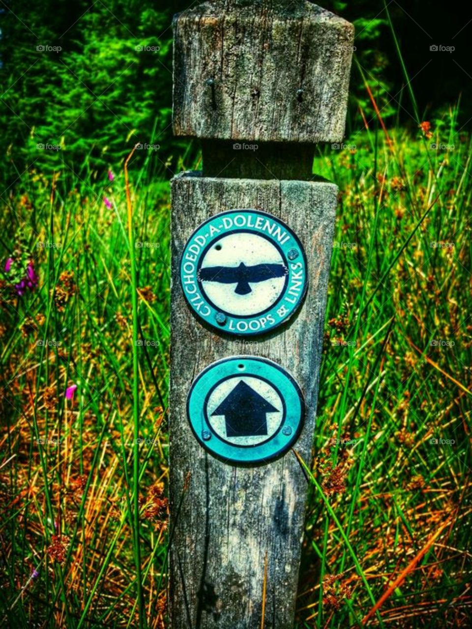 Signpost in forestry on Cwmbach mountain, Aberdare, South Wales (July 2018)