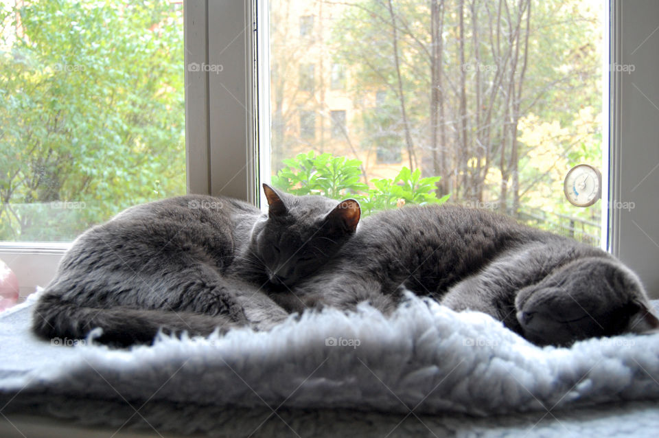 Two grey kittens resting in window