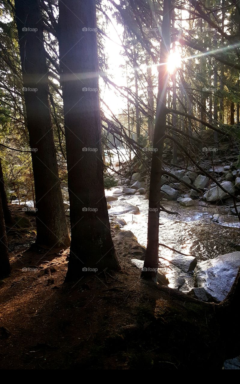 At dawn in the forest.