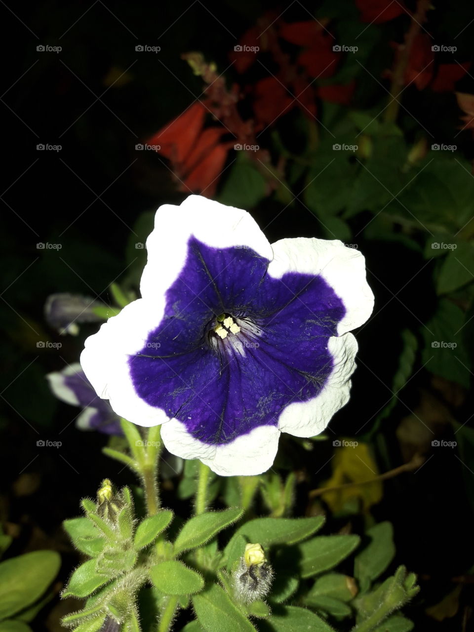 blue purple flora has two colors; white & blue purple.