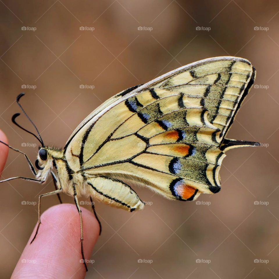 friendly butterfly