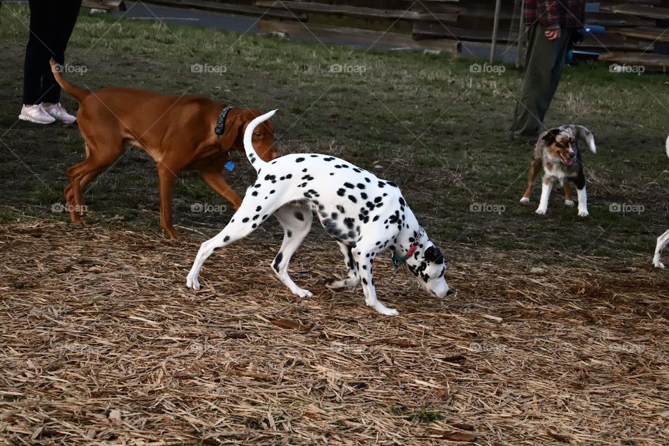 Dogs playing 