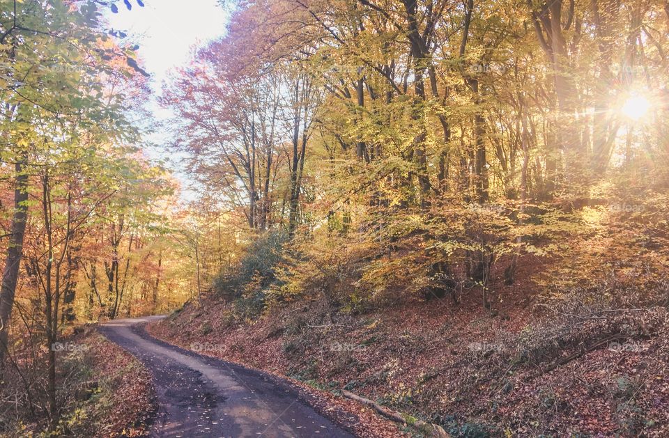 Autumn Wood Street  landscape 