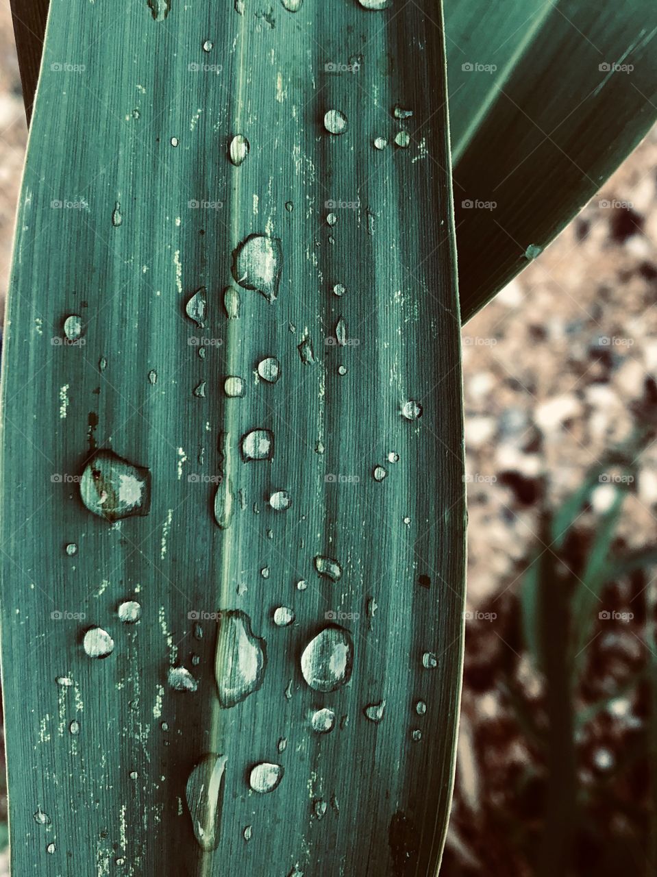 Drops on the leaf