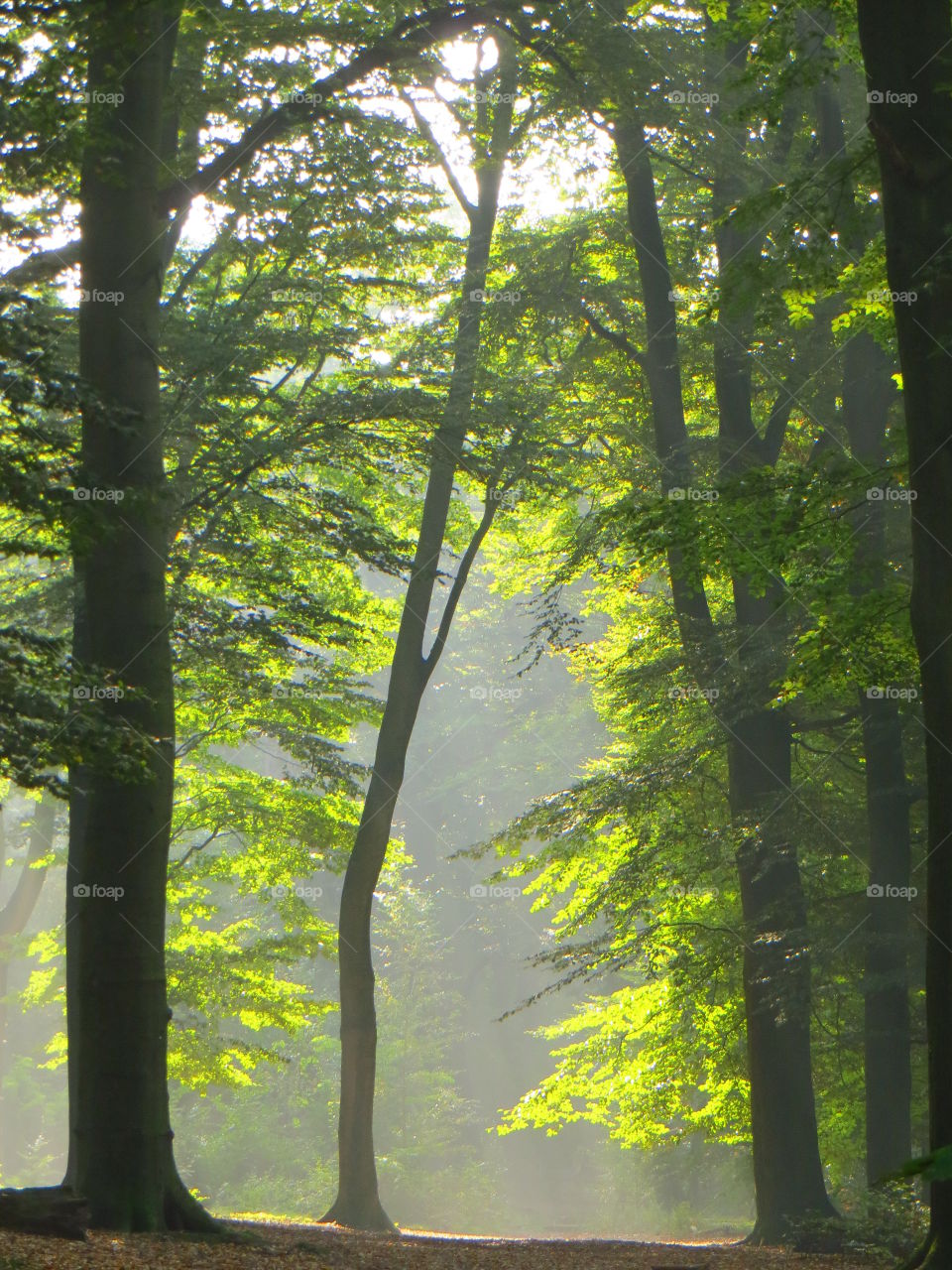 Sunlight in green forest