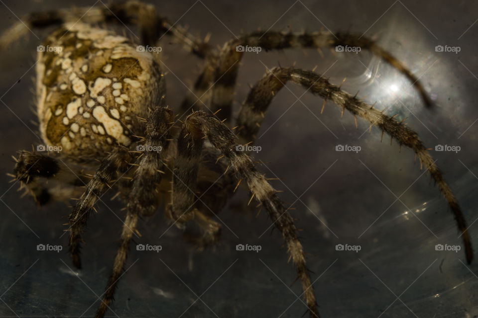 Big brown spider