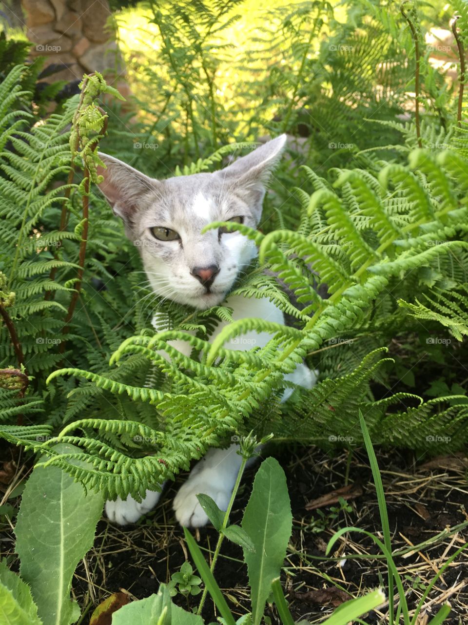 Cat model girl Oriental summer time ferns