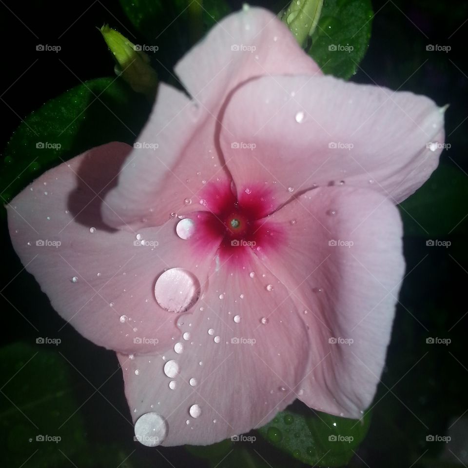 pink flower and raindrops