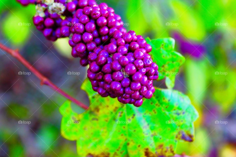 Purple berries