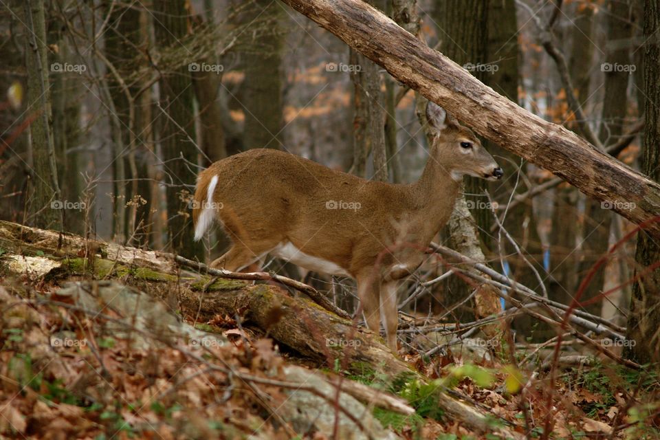 Deer in Succasunna Nj