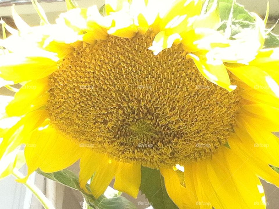 Sunflower shade