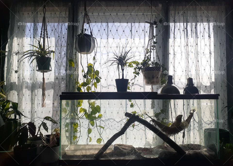 Houseplants in the Livingroom Window