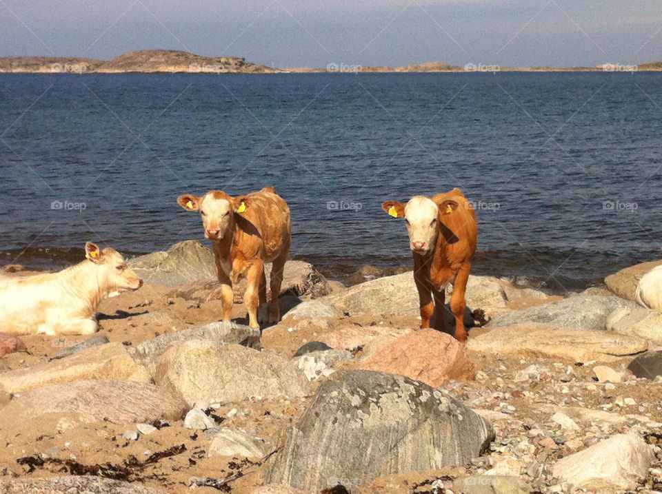 beach sea sweden rocks by haq