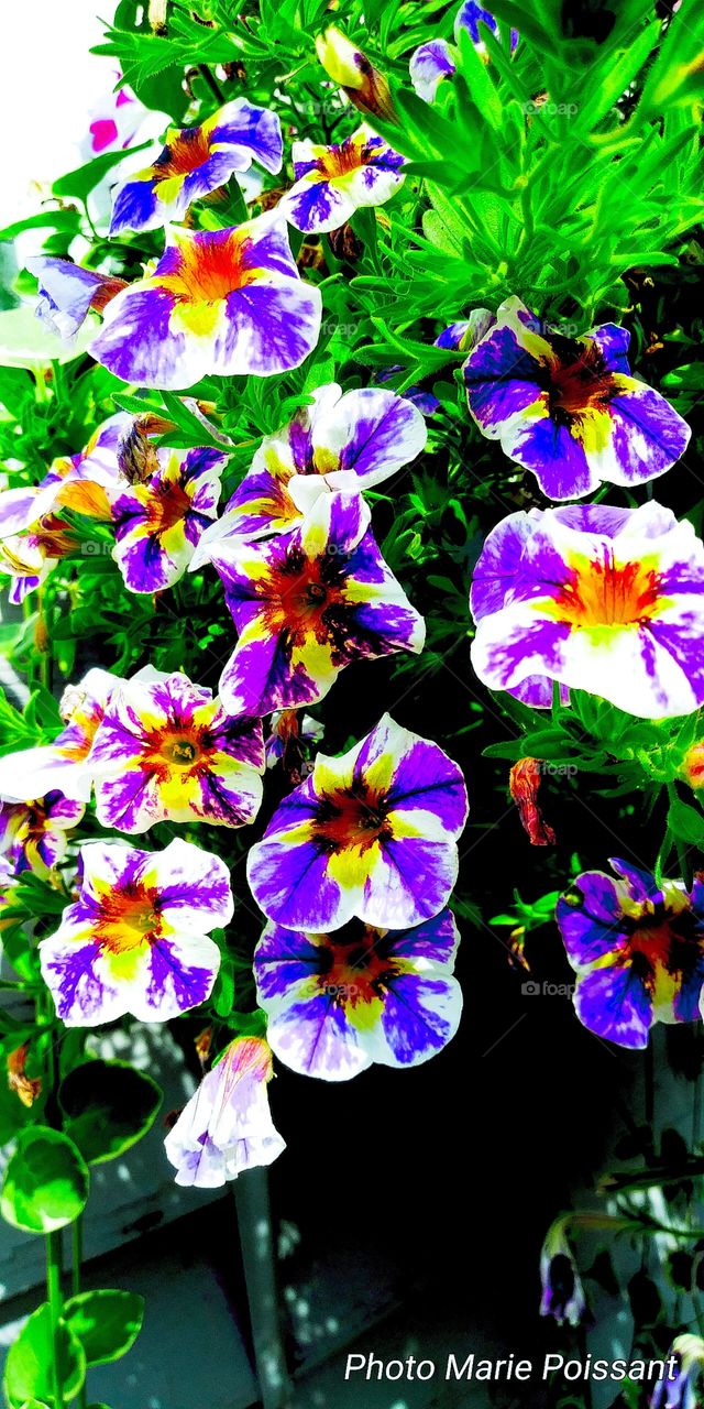 purple n white petunia