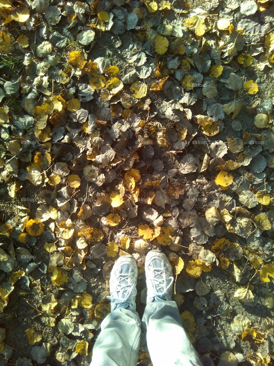 top view fall leaves travel