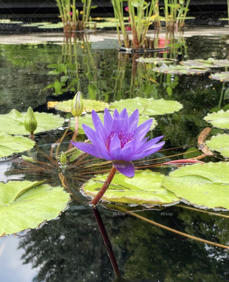 Water lily