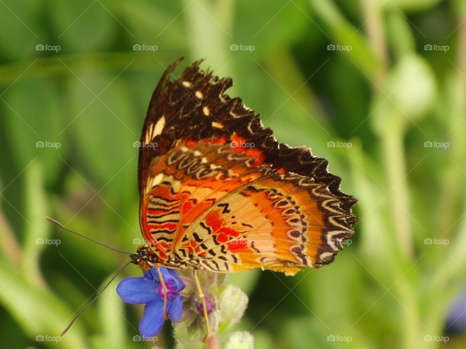 Butterfly on blue flower