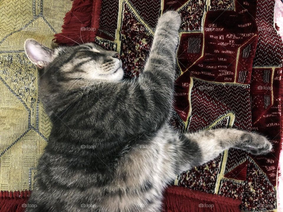 Cat sleeps in funny way