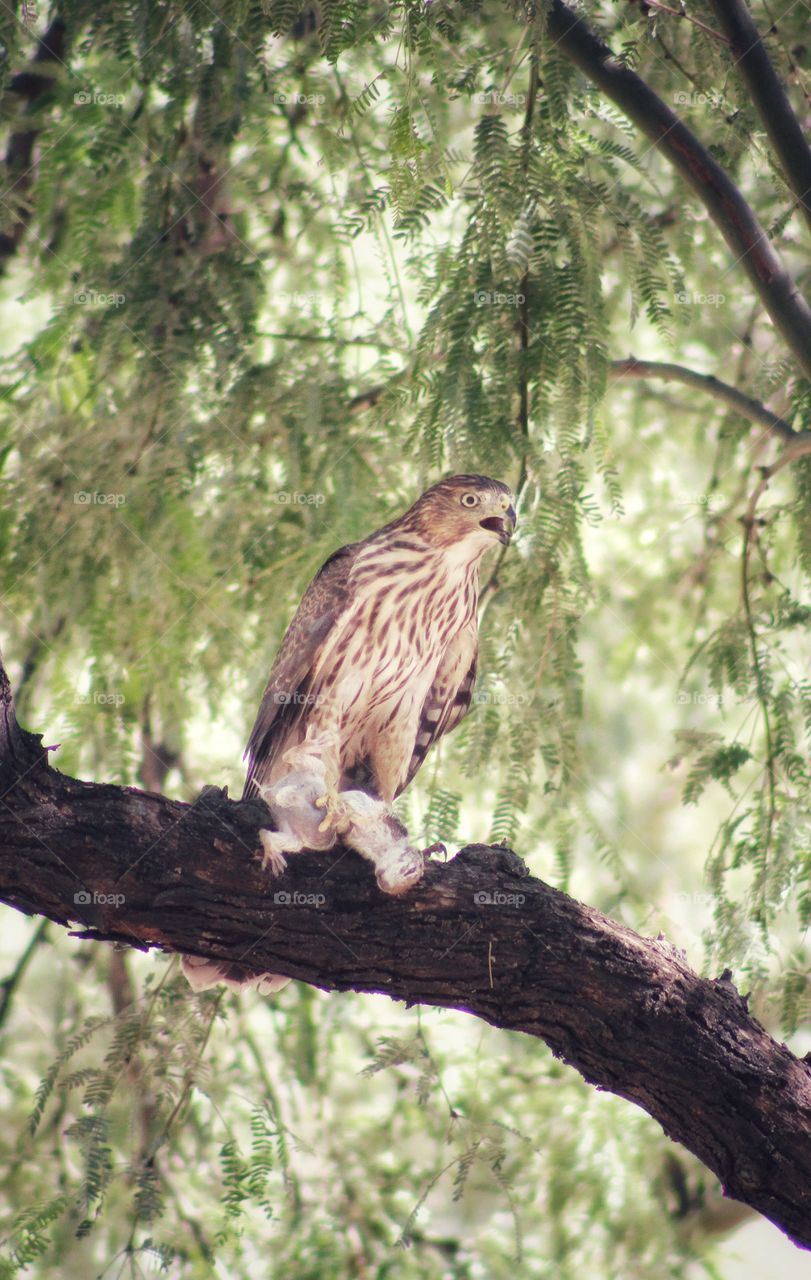 cooper's hawk caught the prey