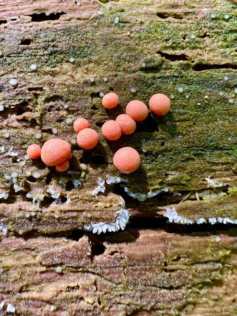 Closeup of coral colored wolf milk slime mold. The brightly colored orbs are growing on an old pine log.
