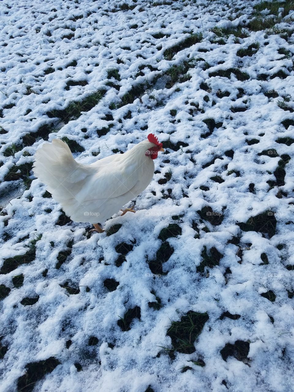 Snowy Chicken