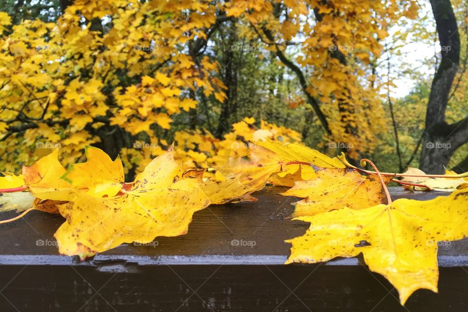 Yellow Autumn leaves