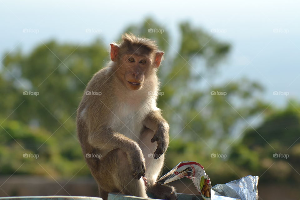 Cute monkey posing for photo 