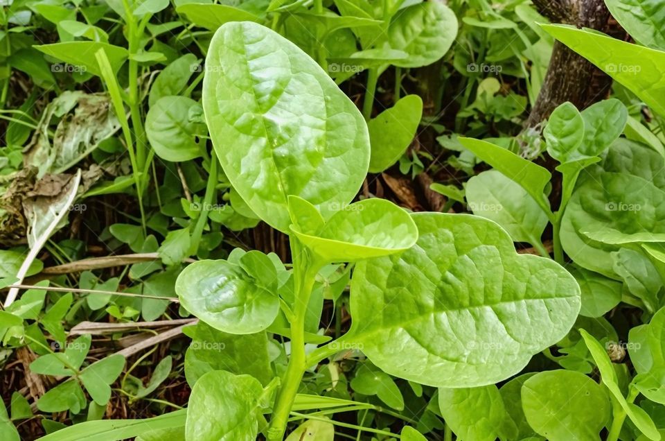 Malabar Spinach