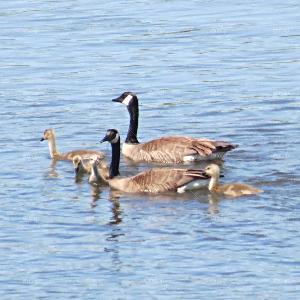 Swimming lessons