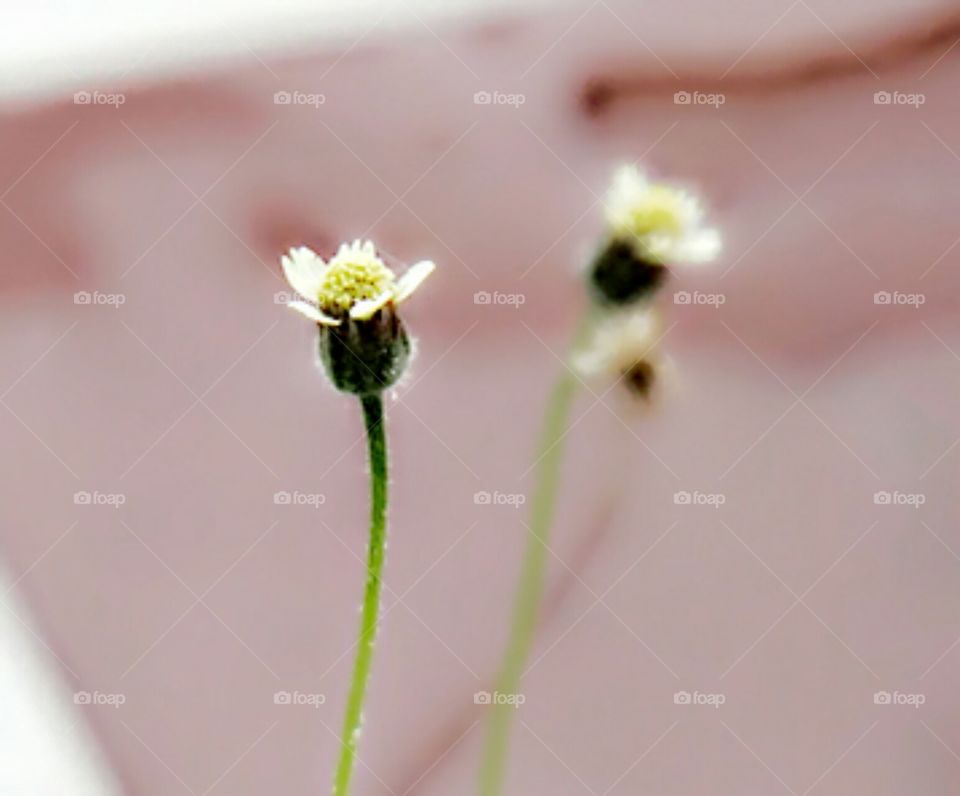 Flower, No Person, Nature, Blur, Outdoors