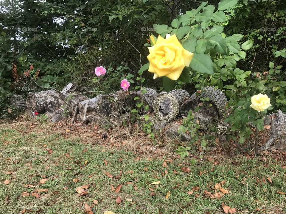 Roses along the logpile.