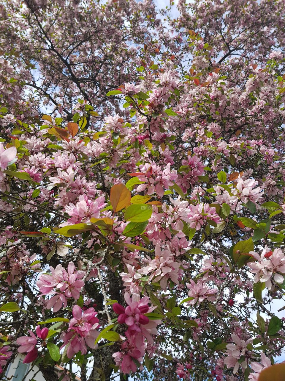 flowering tree