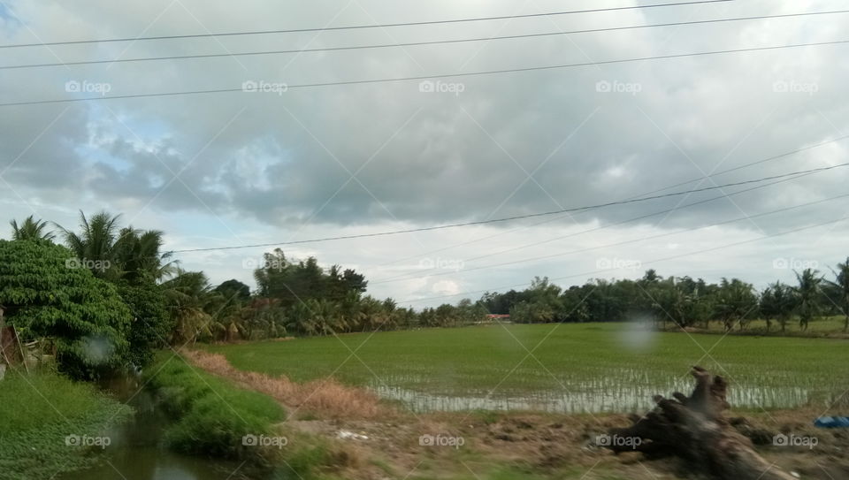 Beautiful Rice fields