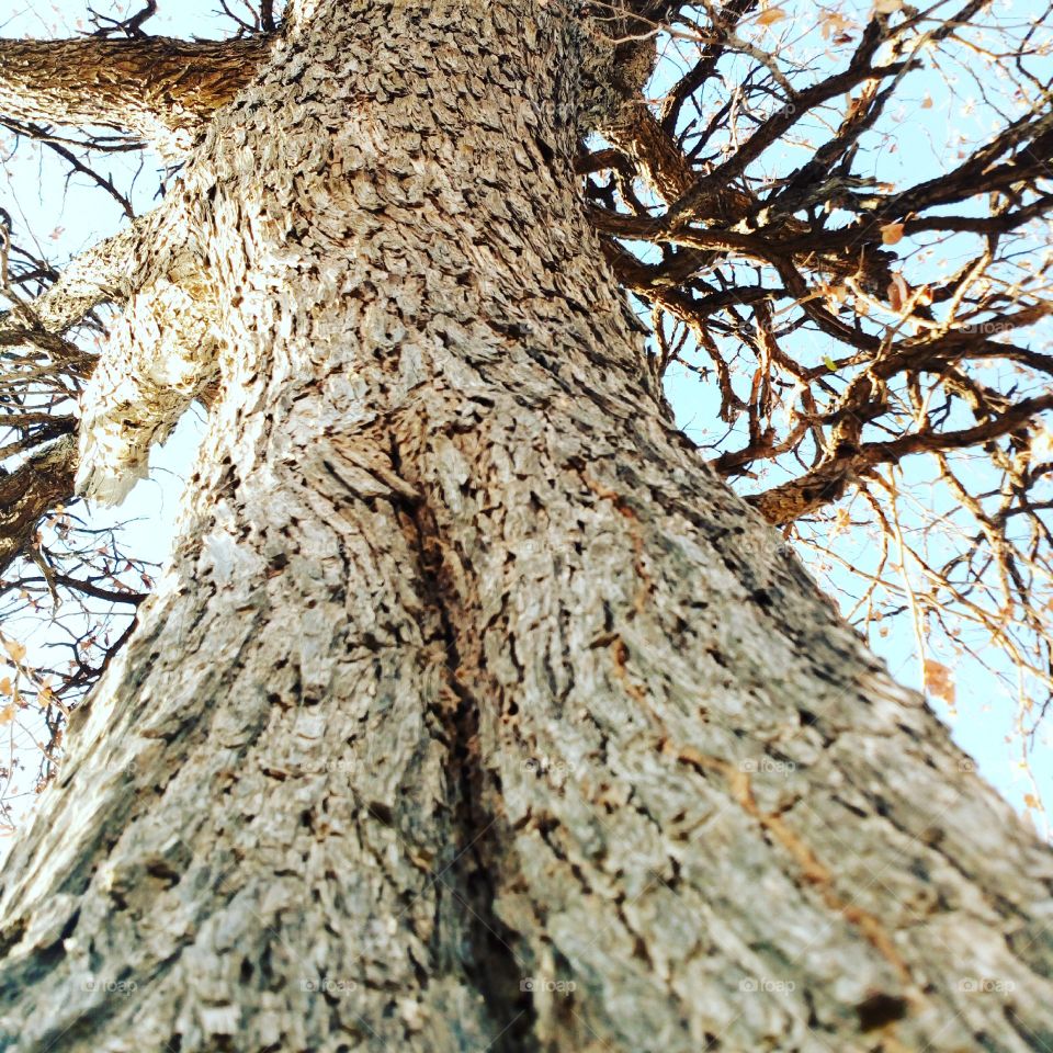 The Beauty of Mophane tree