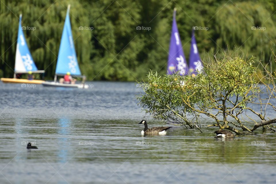 Summer Holidays Sailing