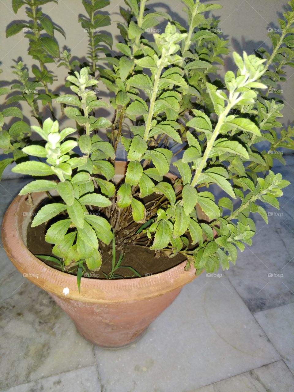 Stevie is only the one plant which is easy to grow and used for curing diabetes. And it's effective as well. This is a home made remedies. Ayurvedic Doctors recommends this for good health.