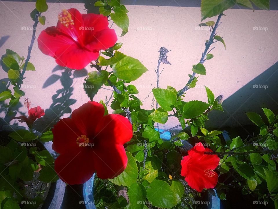 Beautiful red hibiscus flowers🌸🌺🌻🌹🌷🌼💐 in garden