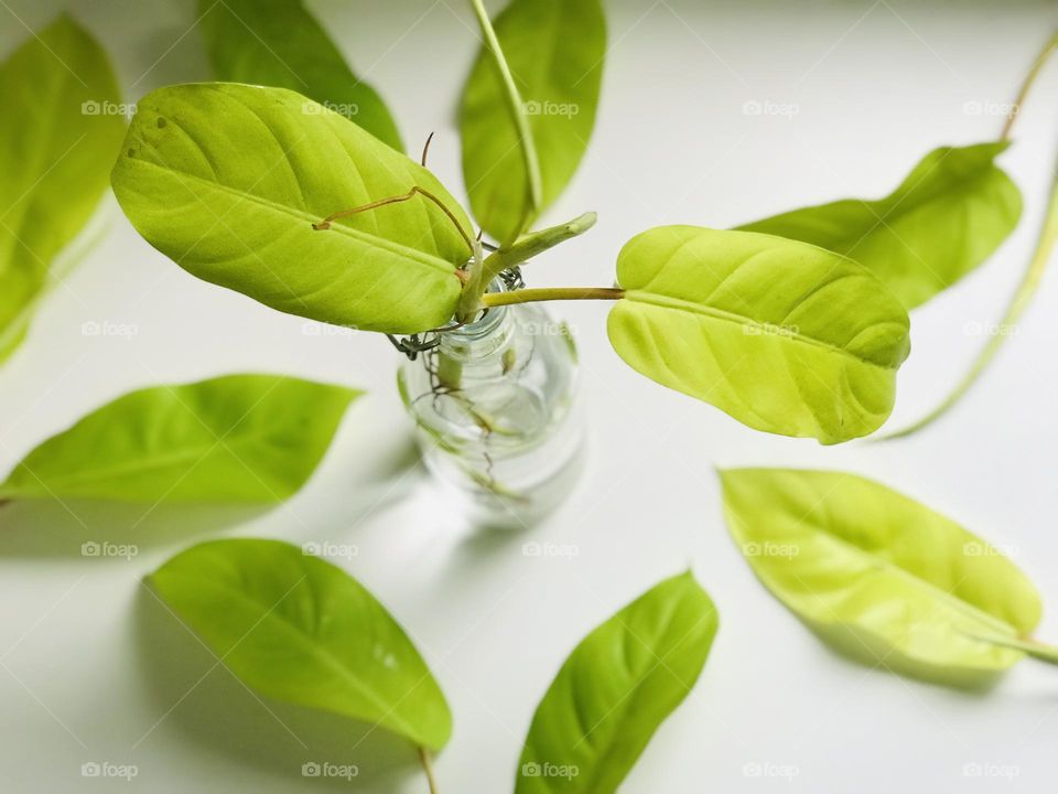 Water plants