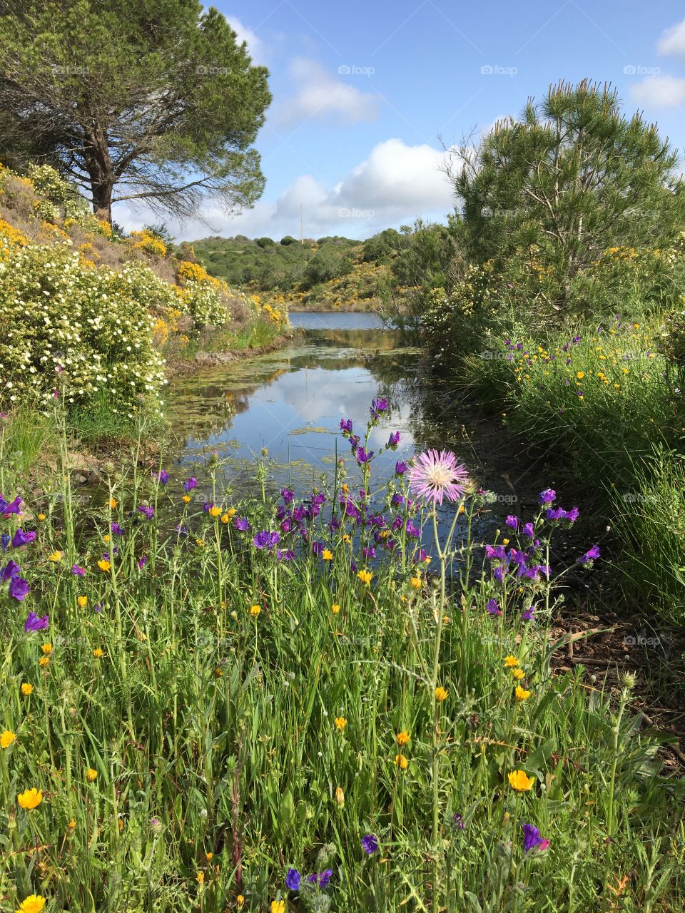 Natural pond in countryside with springtime flowers