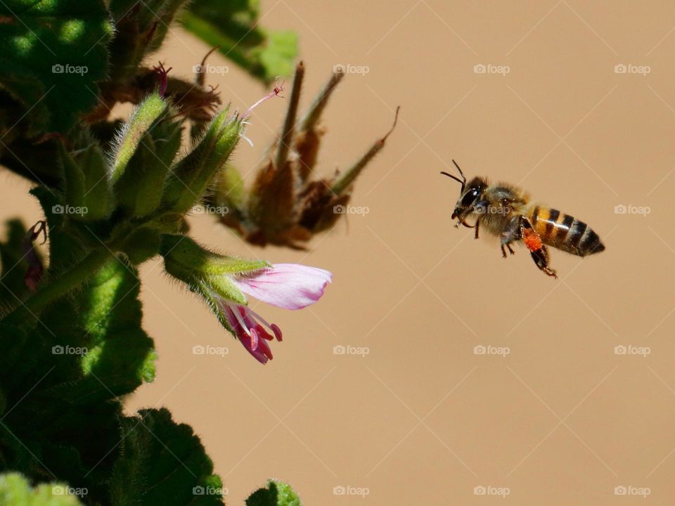 Bee in flight to a flower