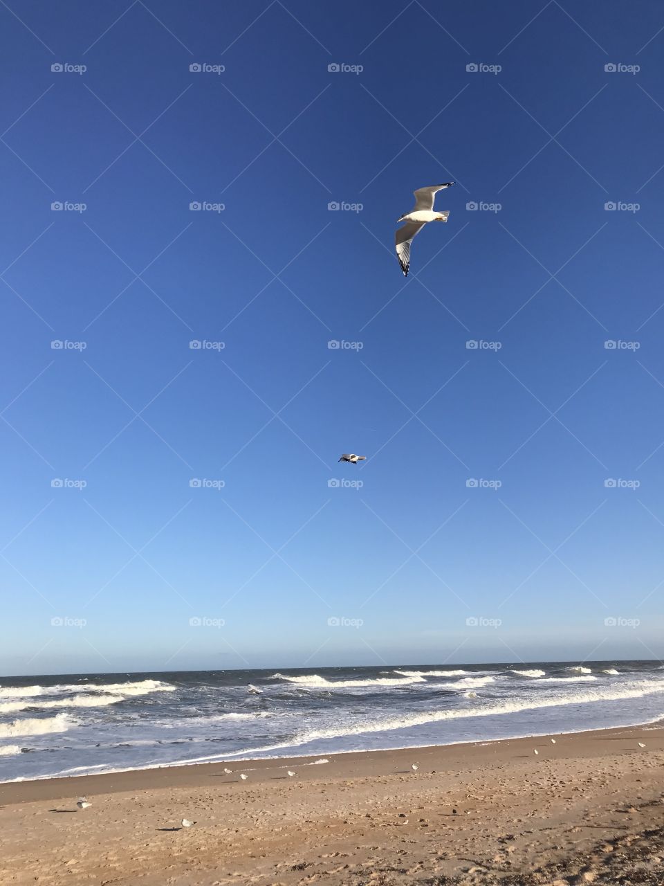 Seagulls at Flagler Beach Florida 