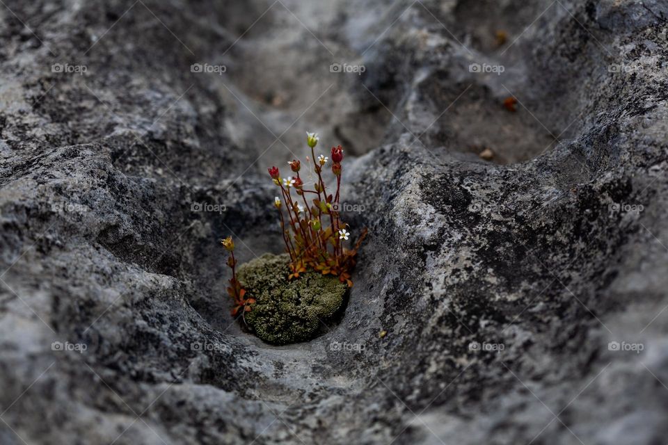 The power of life - frail plant rising from rocks 