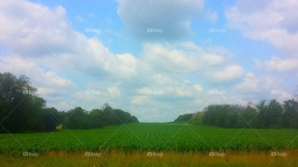 Nature. Glorious Greens