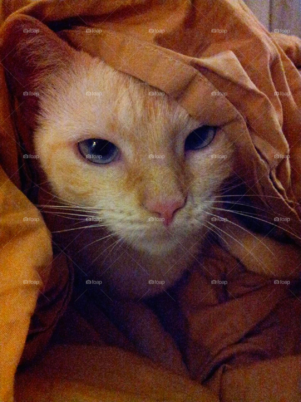 Cat in a blanket. My cat sandy loves to sleep under the sheet