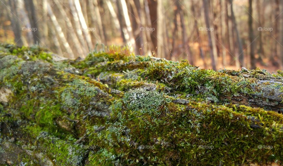 Up close with a wooden fence