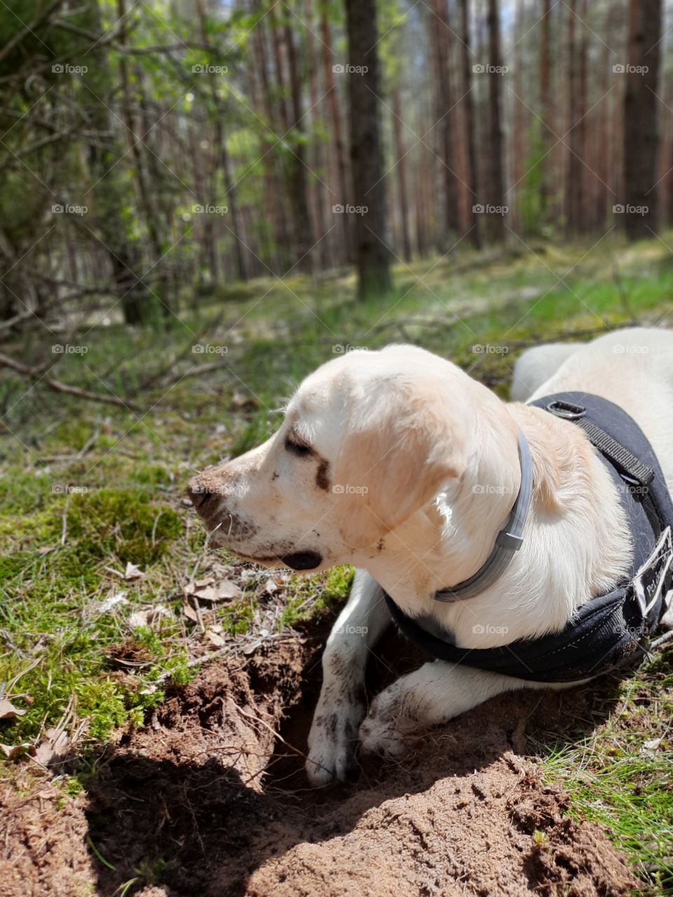 my golden retriever puppy after  digging in the woods