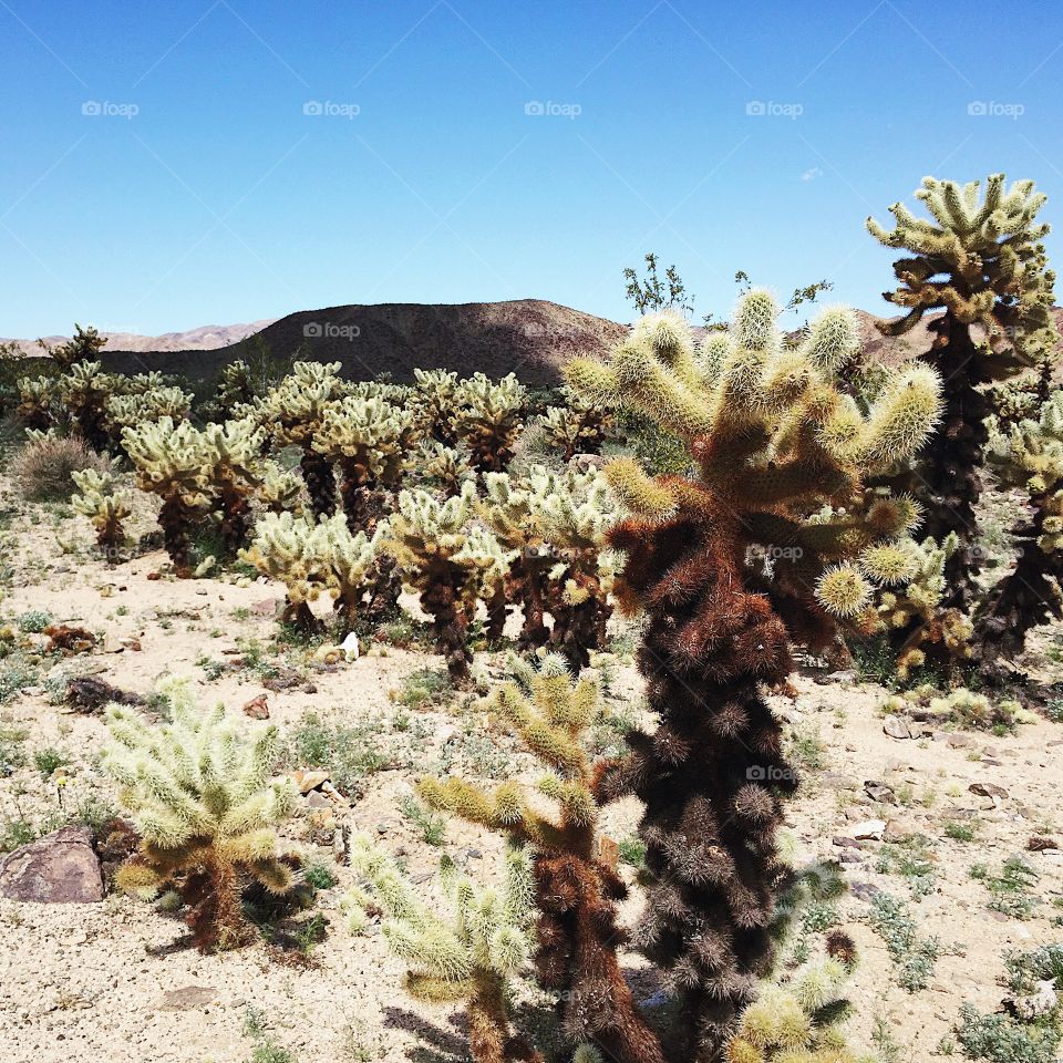 Hiking in Cactus park. 