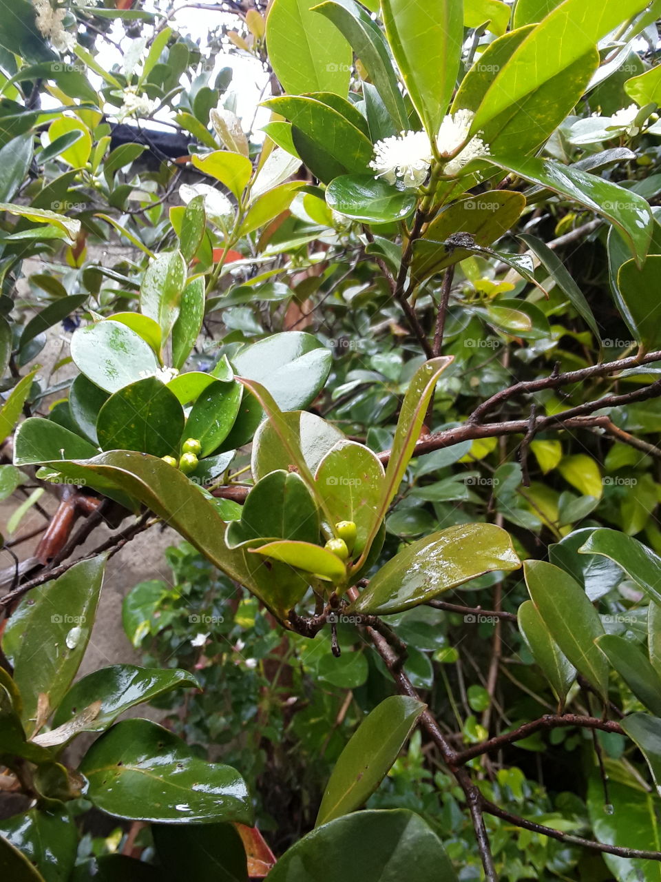 green leaves. this is picture of the most beautiful environment location.