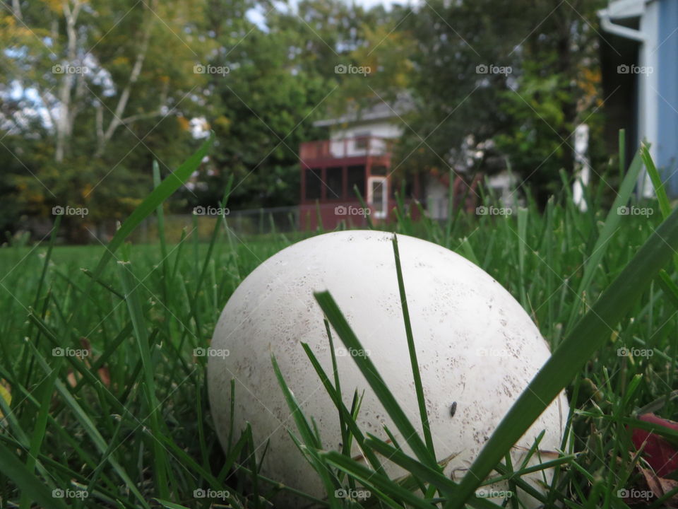 Puff Ball mushroom